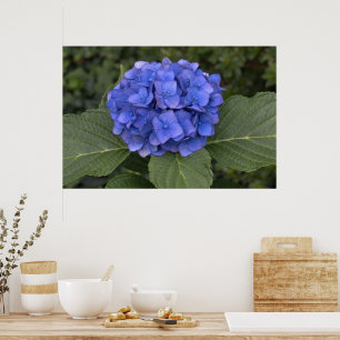 Poster Jolie Hydrangea Bleue