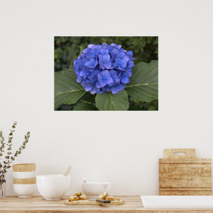 Poster Jolie Hydrangea Bleue