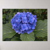 Poster Jolie Hydrangea Bleue (Devant)