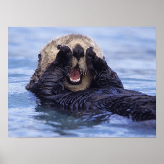 Poster Jolie loutre de mer | Alaska, États-Unis (Devant)