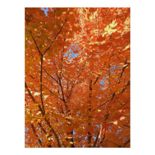 Poster Jolie Orange Fall Leaves
