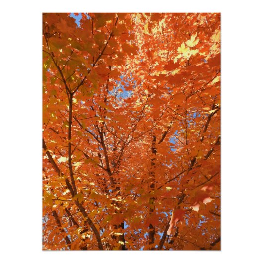Poster Jolie Orange Fall Leaves (Devant)