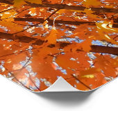 Poster Jolie Orange Fall Leaves (Coin)