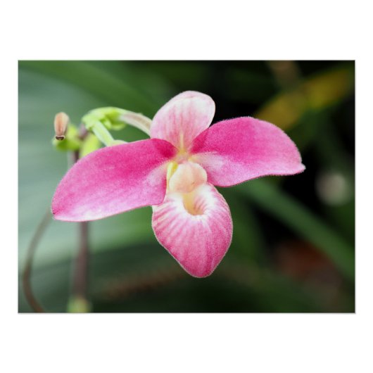 Poster Jolie Orchidée rose (Devant)