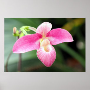 Poster Jolie Orchidée rose
