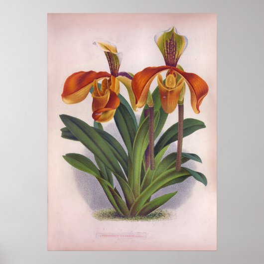 Poster Jolie Orchidées Vintages Cypripedium Villosum (Devant)