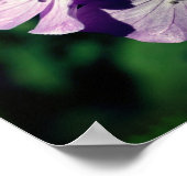 Poster Jolie paire de fleurs de géranium violet gros plan (Coin)