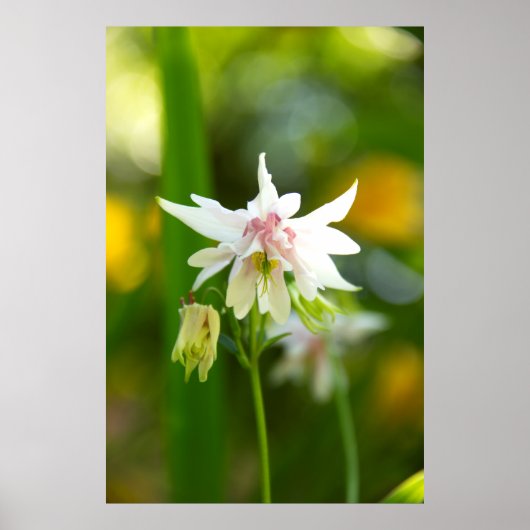 Poster Jolie photo de fleur blanche et rose (Devant)