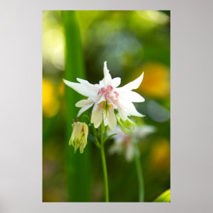 Poster Jolie photo de fleurs blanches et roses