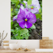 Poster Jolie photo violette violette (Cuisine)