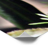 Poster Jolie photo White Finch (Coin)