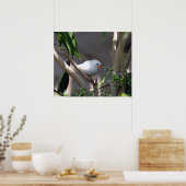 Poster Jolie photo White Finch (Cuisine)