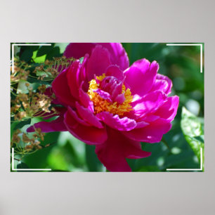 Poster Jolie pivoine