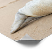 Poster Jolie Pose de phoque sur une plage (Coin)