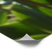 Poster Jolie tulipe rose (Coin)