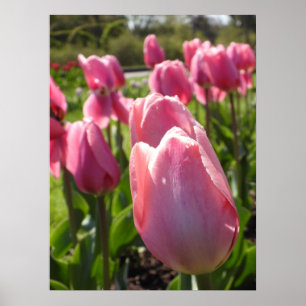 Poster Jolie tulipe rose