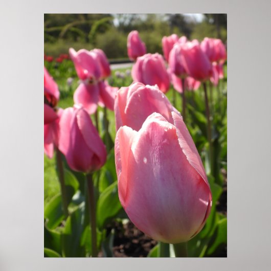 Poster Jolie tulipe rose (Devant)