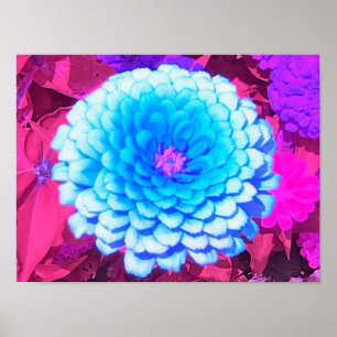Poster Jolie Zinnia Bleue dans le Jardin d'été pourpre