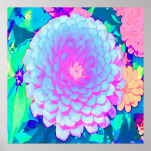 Poster Jolie Zinnia violette et rose dans le jardin d'été