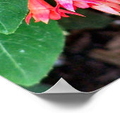 Poster Jolies Fleurs Roses Gros (Coin)