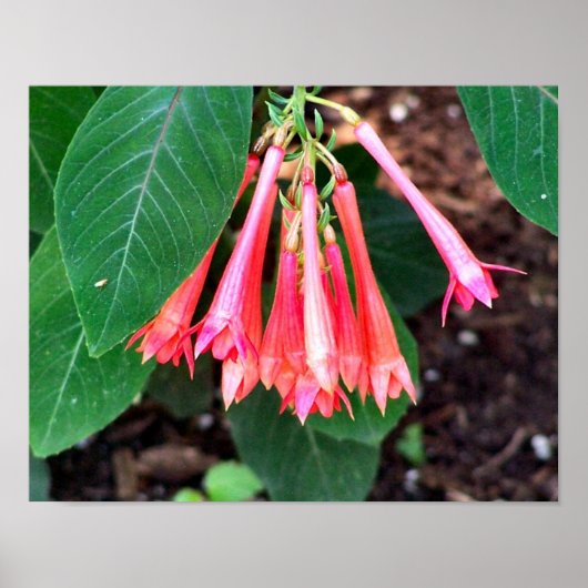 Poster Jolies Fleurs Roses Gros (Devant)