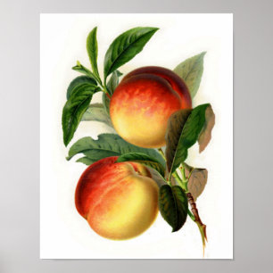 Poster Jolies pêches