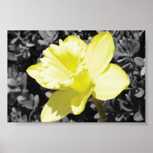 Poster Jonquille en fleur