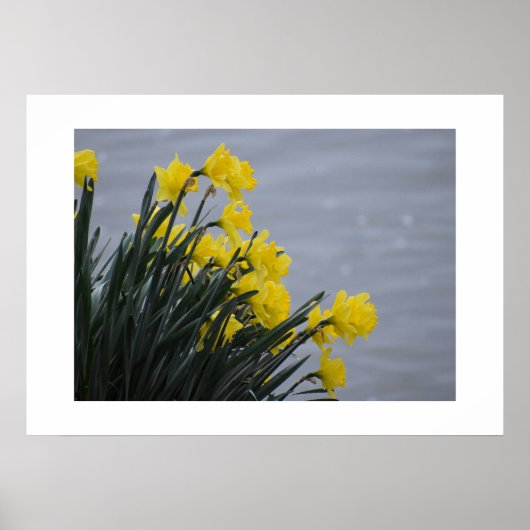 Poster Jonquilles (Devant)