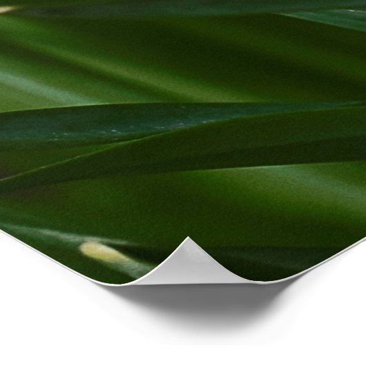 Poster jonquilles blanches (Coin)