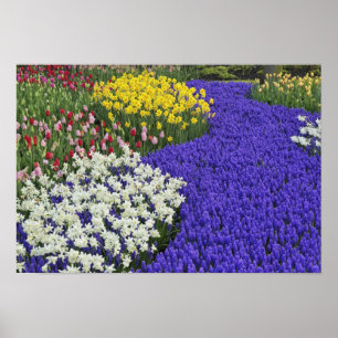 Poster Jonquilles et muscaris, Keukenhof 2