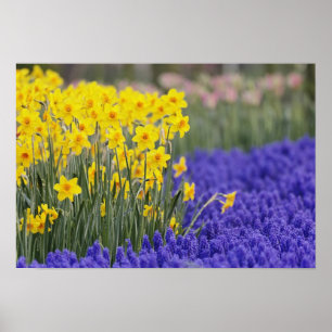 Poster Jonquilles et muscaris, Keukenhof 3
