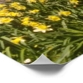 Poster jonquilles printanières jaunes, Bordures, fleurs d (Coin)