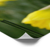 Poster Jonquilles (RF) (Coin)