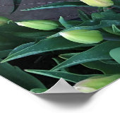 Poster Jonquilles & Tulipes, Oregon (Coin)