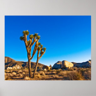 Poster Joshua Tree