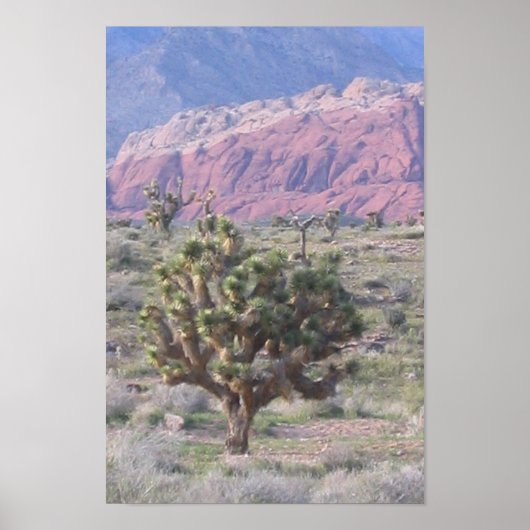 Poster Joshua Tree (Devant)