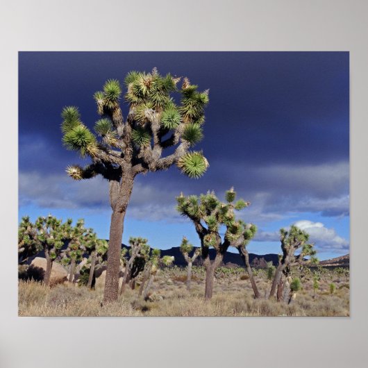 Poster Joshua Tree Parc national de Joshua Tree (Devant)
