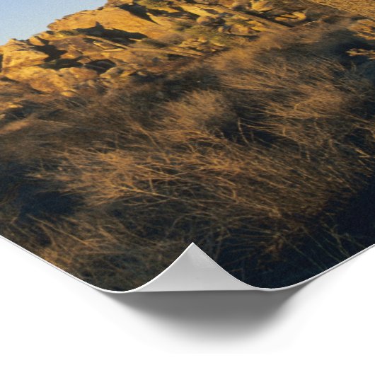 Poster Joshua Tree, Yucca brevifolia) et granit (Coin)