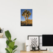 Poster Joshua Tree, Yucca brevifolia) et granit (Bureau à domicile)
