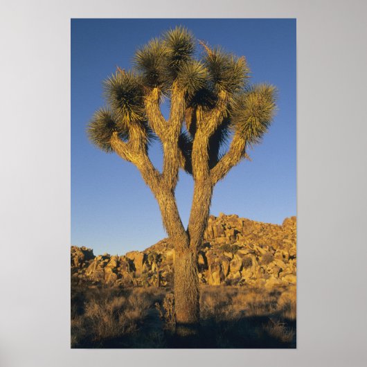 Poster Joshua Tree, Yucca brevifolia) et granit (Devant)