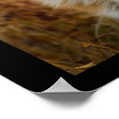 Poster Jote Red Fox Wilderness Nature Photographie (Coin)