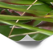 Poster Joubarbe (Sempervivum) (Coin)
