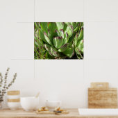 Poster Joubarbe (Sempervivum) (Cuisine)