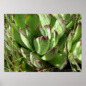 Poster Joubarbe (Sempervivum) (Devant)