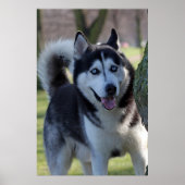 Poster Jouer Alaska Husky Sled Chien Belle Art Imprimer (Devant)