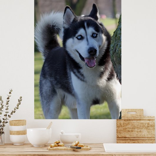 Poster Jouer Alaska Husky Sled Chien Belle Art Imprimer (Cuisine)
