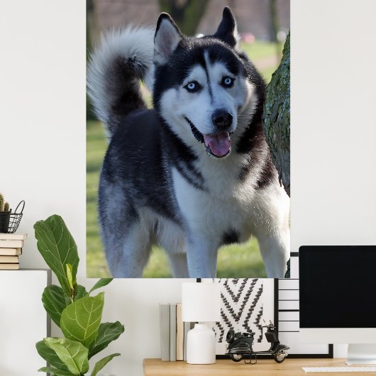 Poster Jouer Alaska Husky Sled Chien Belle Art Imprimer (Bureau à domicile)