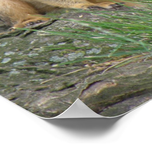 Poster Jouer des écureuils (Coin)