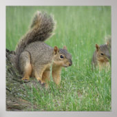 Poster Jouer des écureuils (Devant)