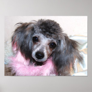 Poster Jouet en argent Poodle visage